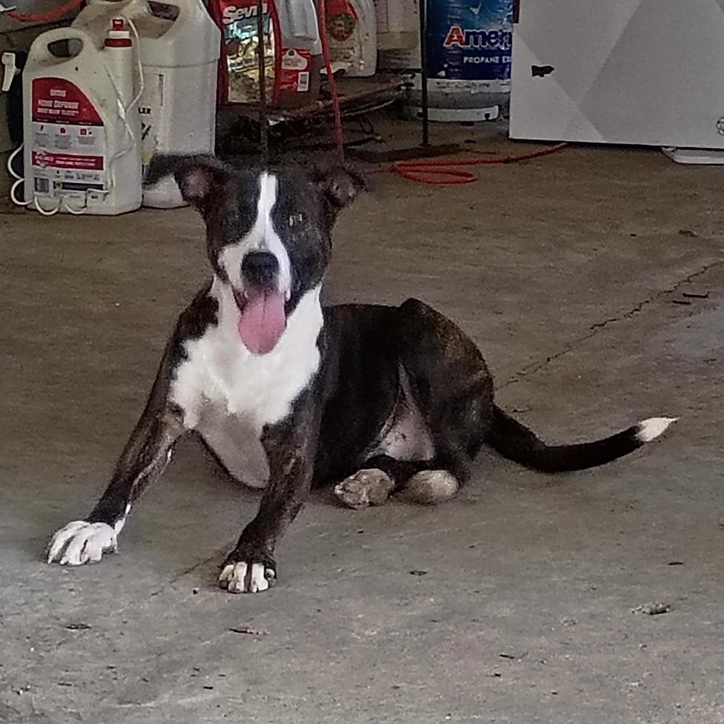 Enlarge Tony, a Adoptable mixed breed in Woburn, MA image 1/4