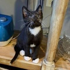 Alfalfa (Fifi), Adoptable, Kitten Female Domestic Short Hair & Domestic Short Hair.