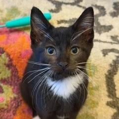 Alfalfa (Fifi), a Adoptable mixed breed in Wheaton, IL image 2/2