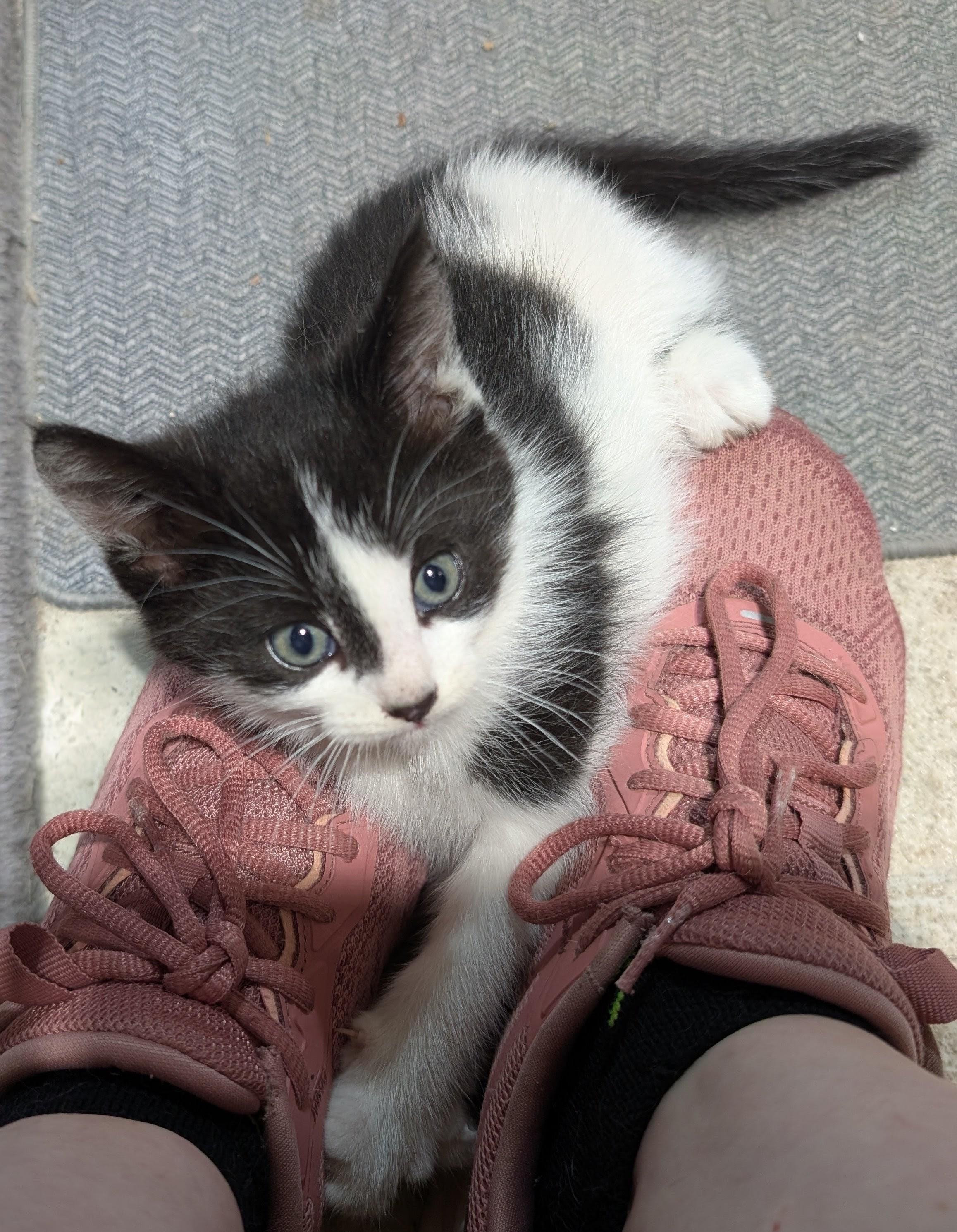 Enlarge Tilly, an adopted Domestic Short Hair in Steinbach, MB image 1/4