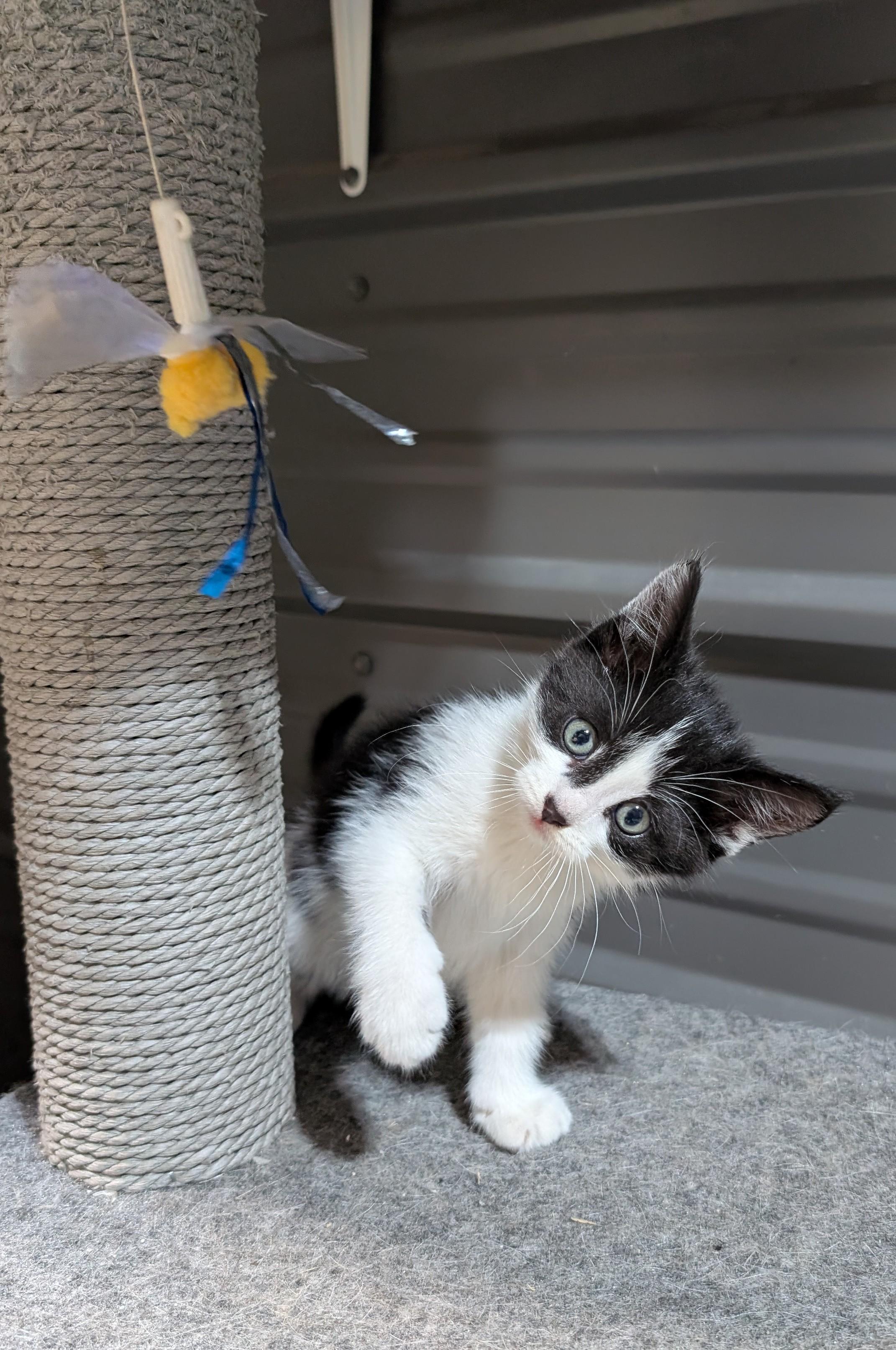 Enlarge Tilly, an adopted Domestic Short Hair in Steinbach, MB image 3/4