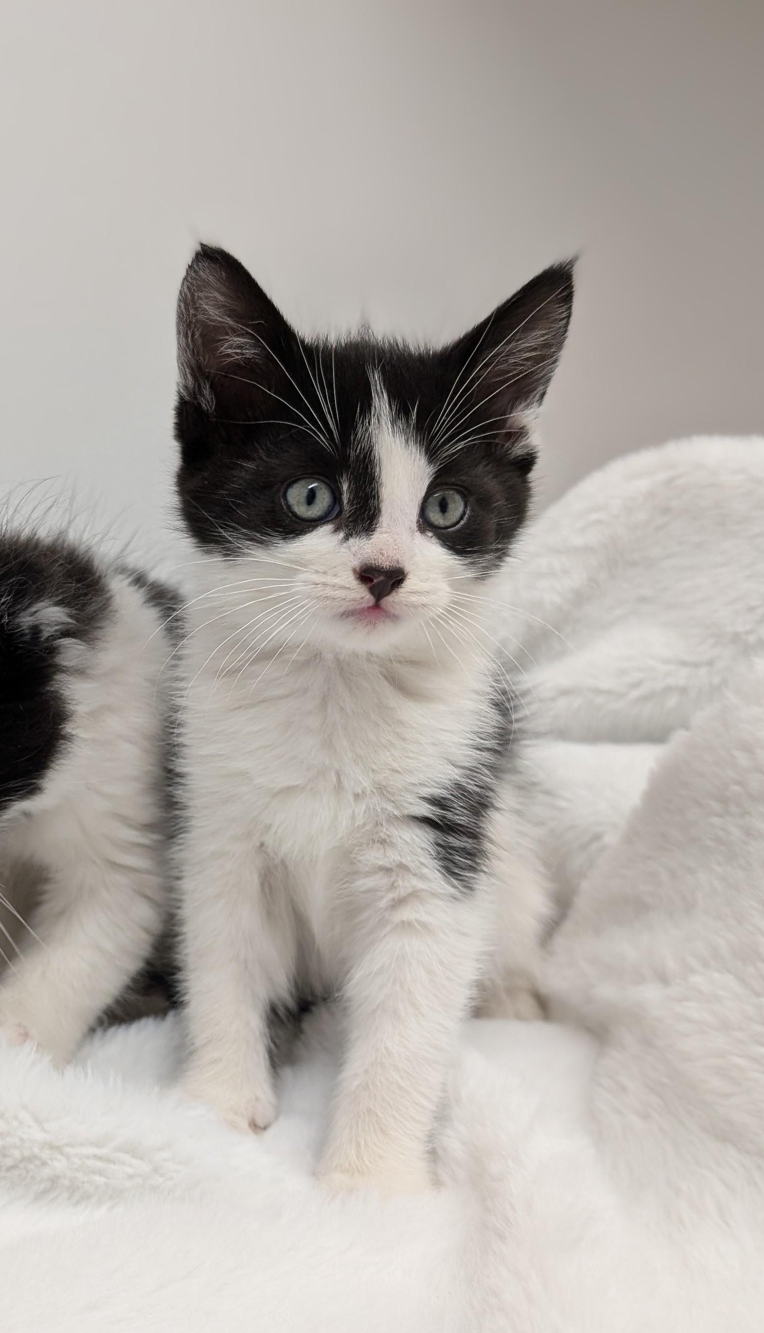 Enlarge Tilly, an adopted Domestic Short Hair in Steinbach, MB image 2/4