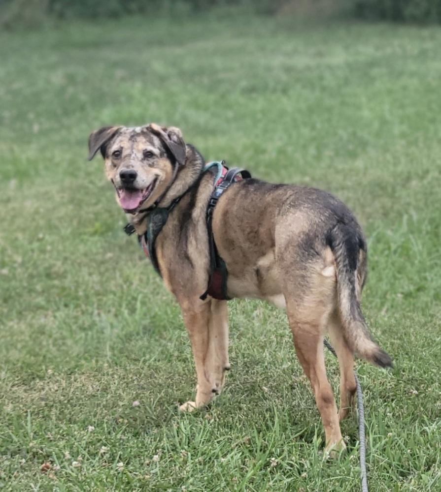 Enlarge Arlo, a Adoptable mixed breed in Jefferson Hills, PA image 1/3