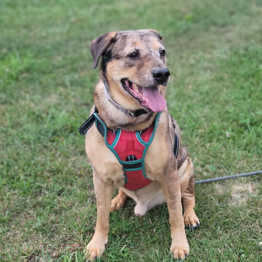 Enlarge Arlo, a Adoptable mixed breed in Jefferson Hills, PA image 2/3