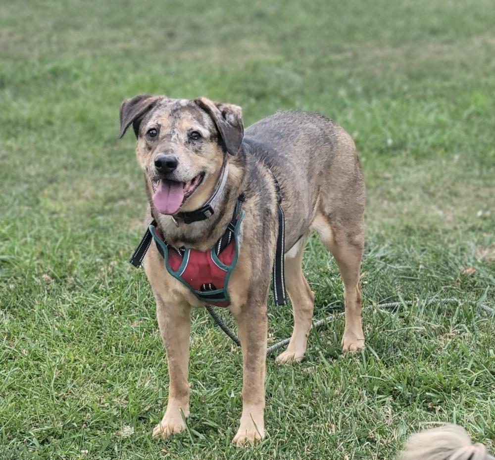 Enlarge Arlo, a Adoptable mixed breed in Jefferson Hills, PA image 3/3