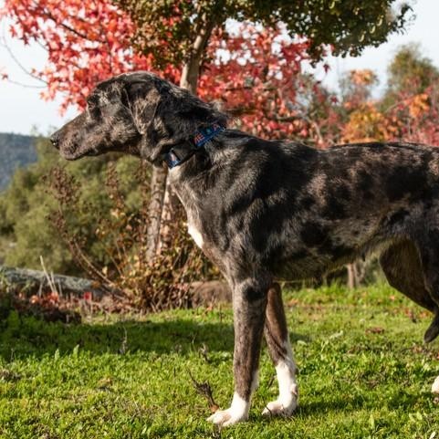 Callie, a ADOPTABLE mixed breed in San Andreas, CA image 1/2