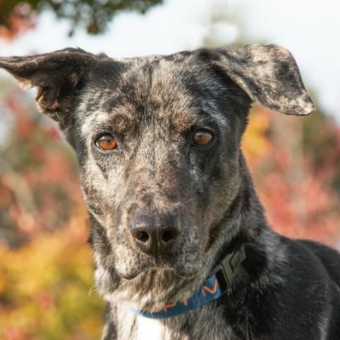 Callie, a ADOPTABLE mixed breed in San Andreas, CA image 2/2