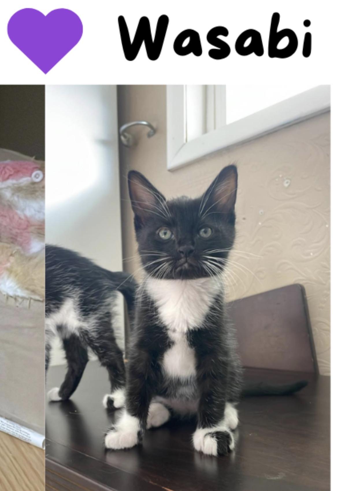 Wasabi, an adopted Domestic Short Hair in Morgantown, WV image 1/2