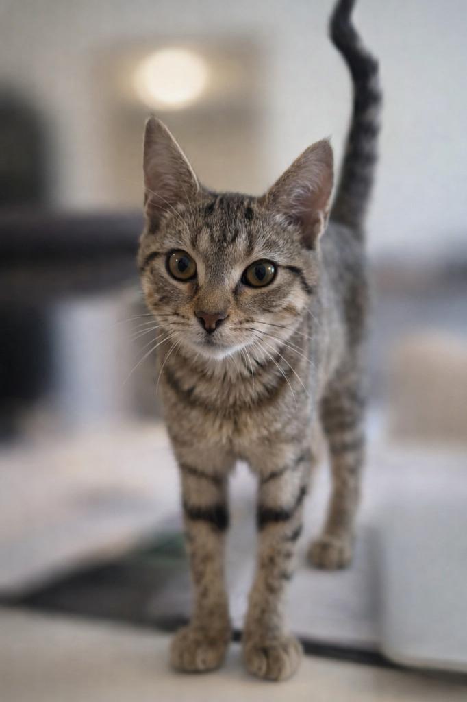 Enlarge Donut Hole, a Adoptable mixed breed in Miami, OK image 2/5