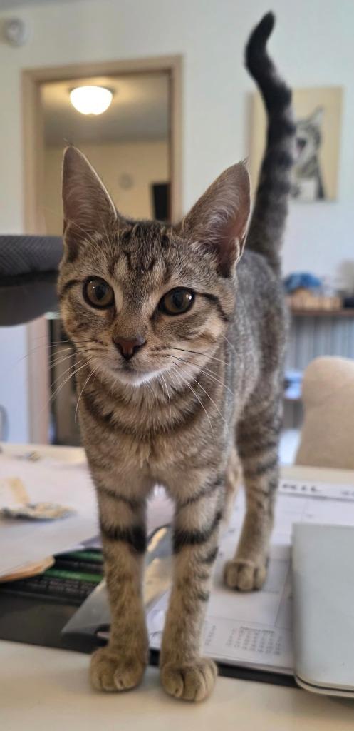 Enlarge Donut Hole, a Adoptable mixed breed in Miami, OK image 3/5