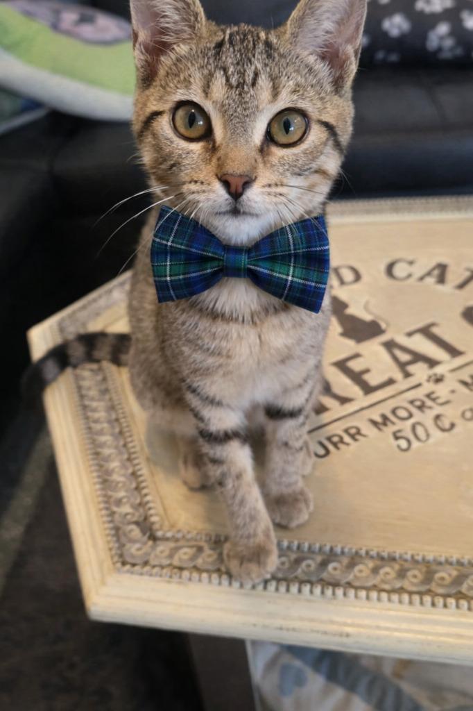 Enlarge Donut Hole, a Adoptable mixed breed in Miami, OK image 4/5