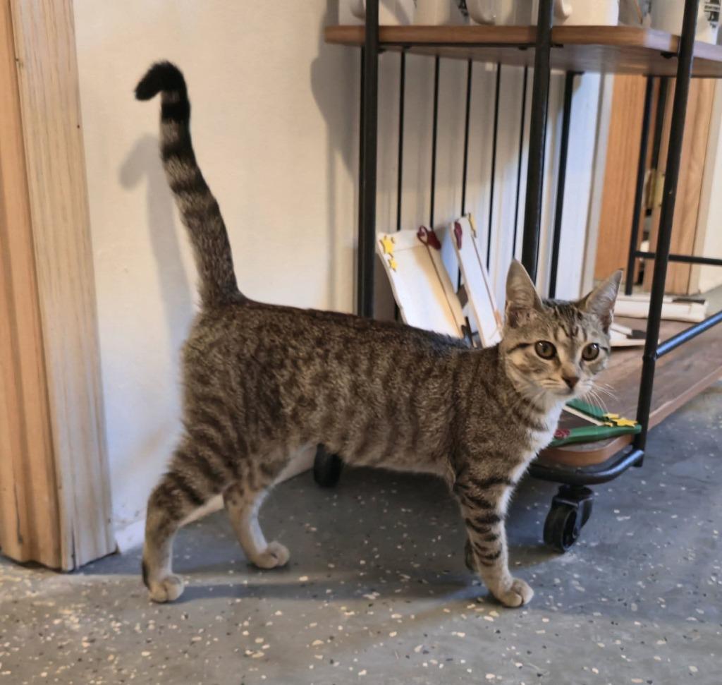 Enlarge Donut Hole, a Adoptable mixed breed in Miami, OK image 5/5