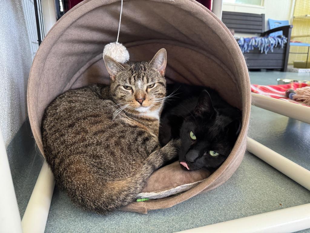 Nero, Adoptable, Senior Male Domestic Short Hair.