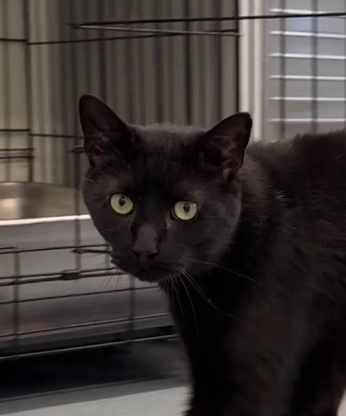 Nero, a Adoptable mixed breed in Cumberland, ME image 1/6