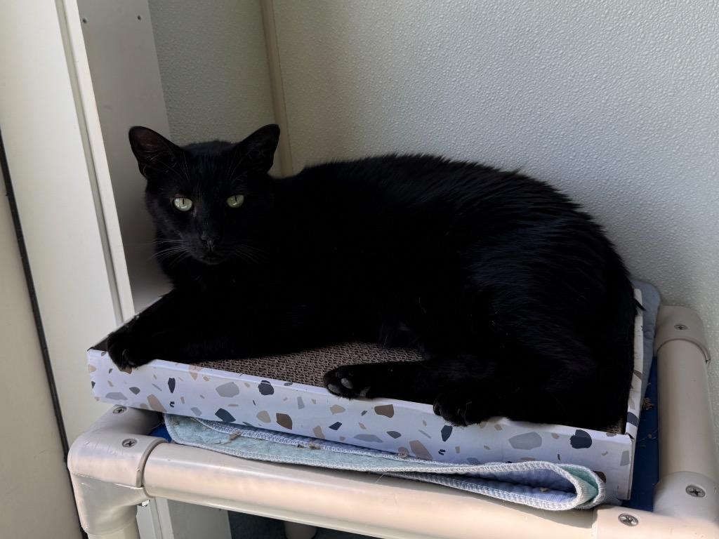 Enlarge Nero, a Adoptable mixed breed in Cumberland, ME image 2/6