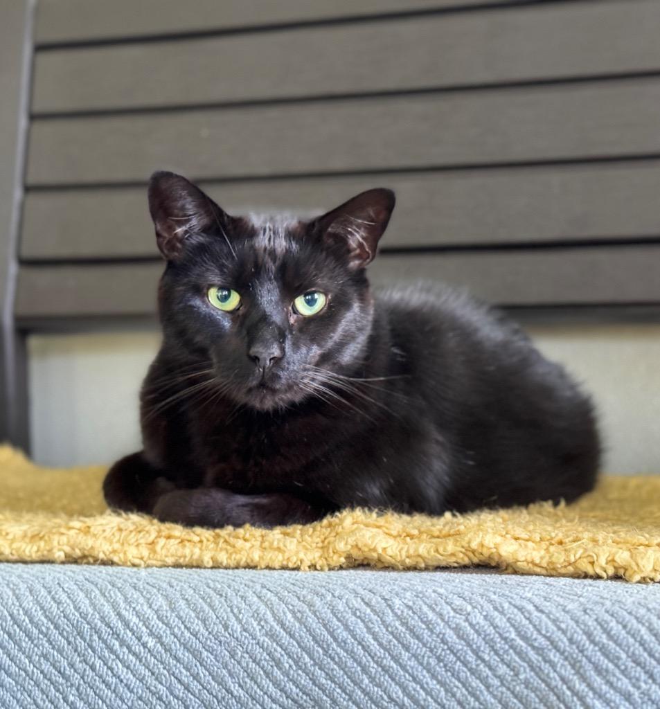 Enlarge Nero, a Adoptable mixed breed in Cumberland, ME image 3/6