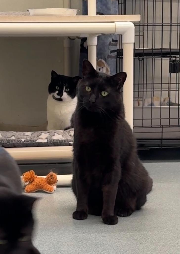 Nero, a Adoptable mixed breed in Cumberland, ME image 3/6