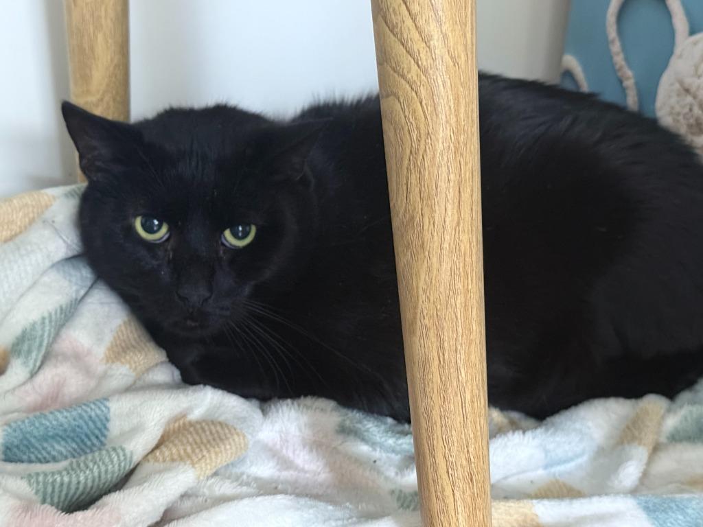 Nero, a Adoptable mixed breed in Cumberland, ME image 4/6
