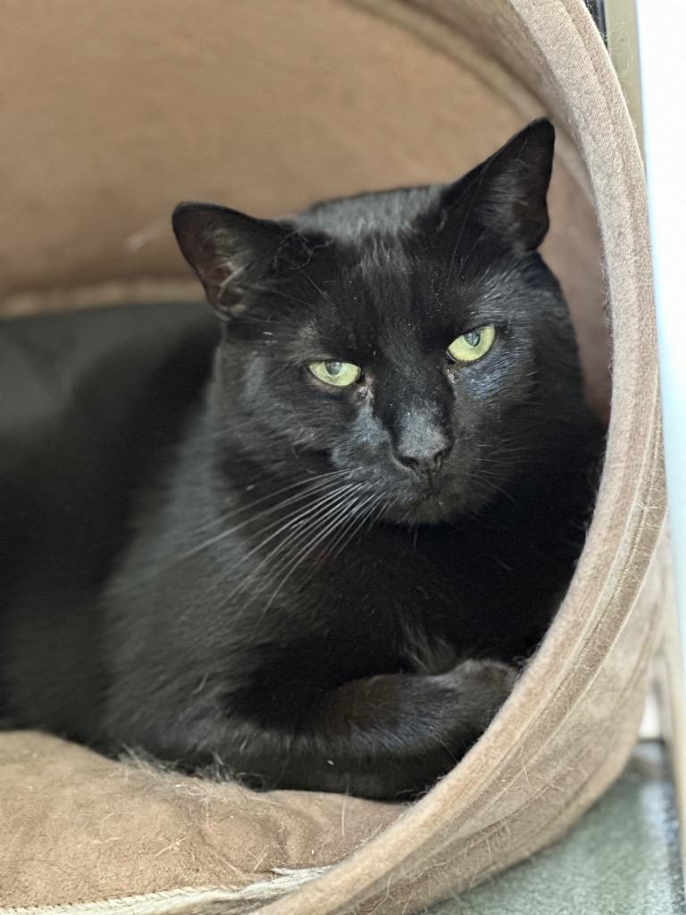 Nero, a Adoptable mixed breed in Cumberland, ME image 5/6