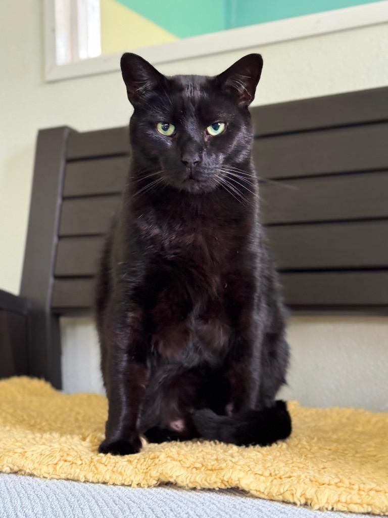 Enlarge Nero, a Adoptable mixed breed in Cumberland, ME image 6/6