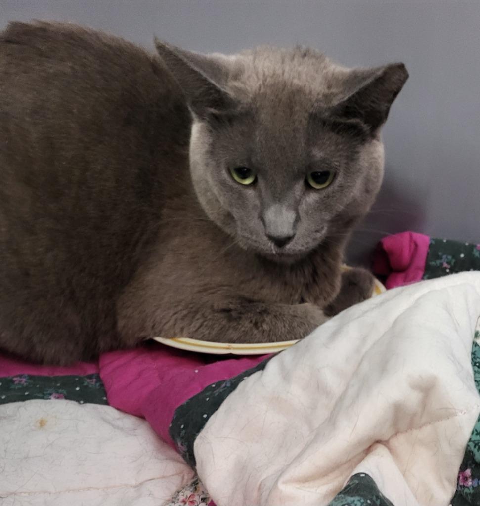Sofie, Adoptable, Young Female Domestic Short Hair.