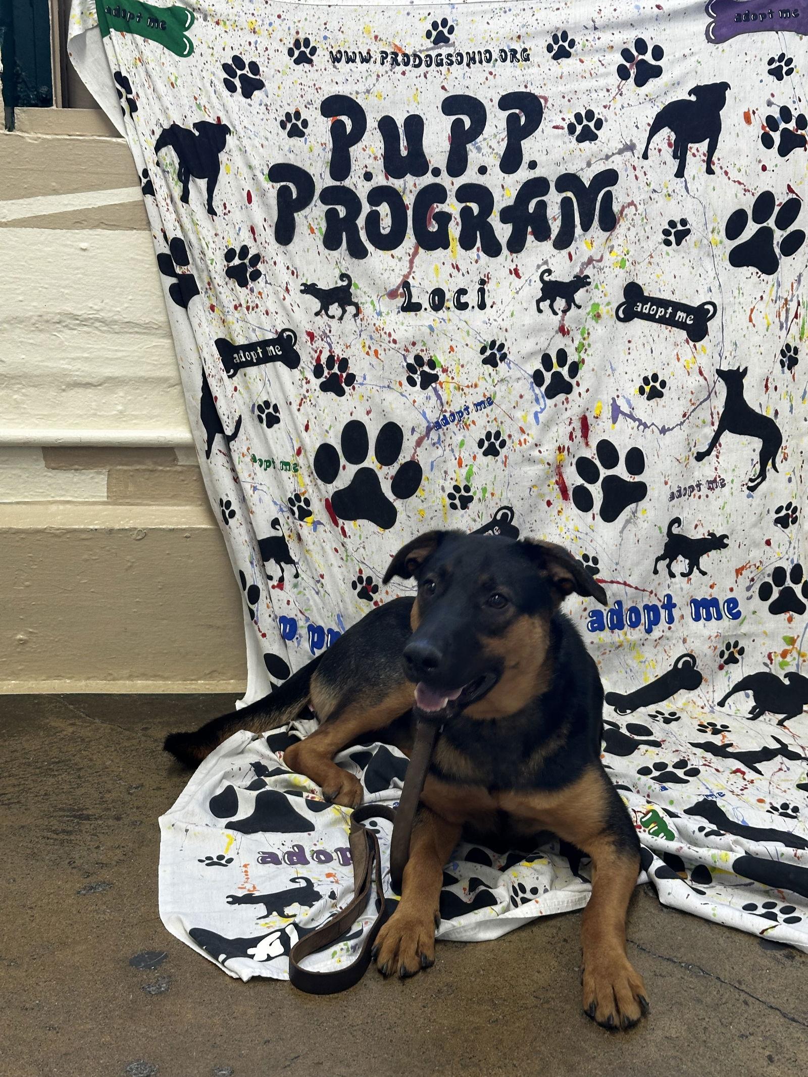 Rocco, Adopted, Adult Male German Shepherd Dog & Labrador Retriever.