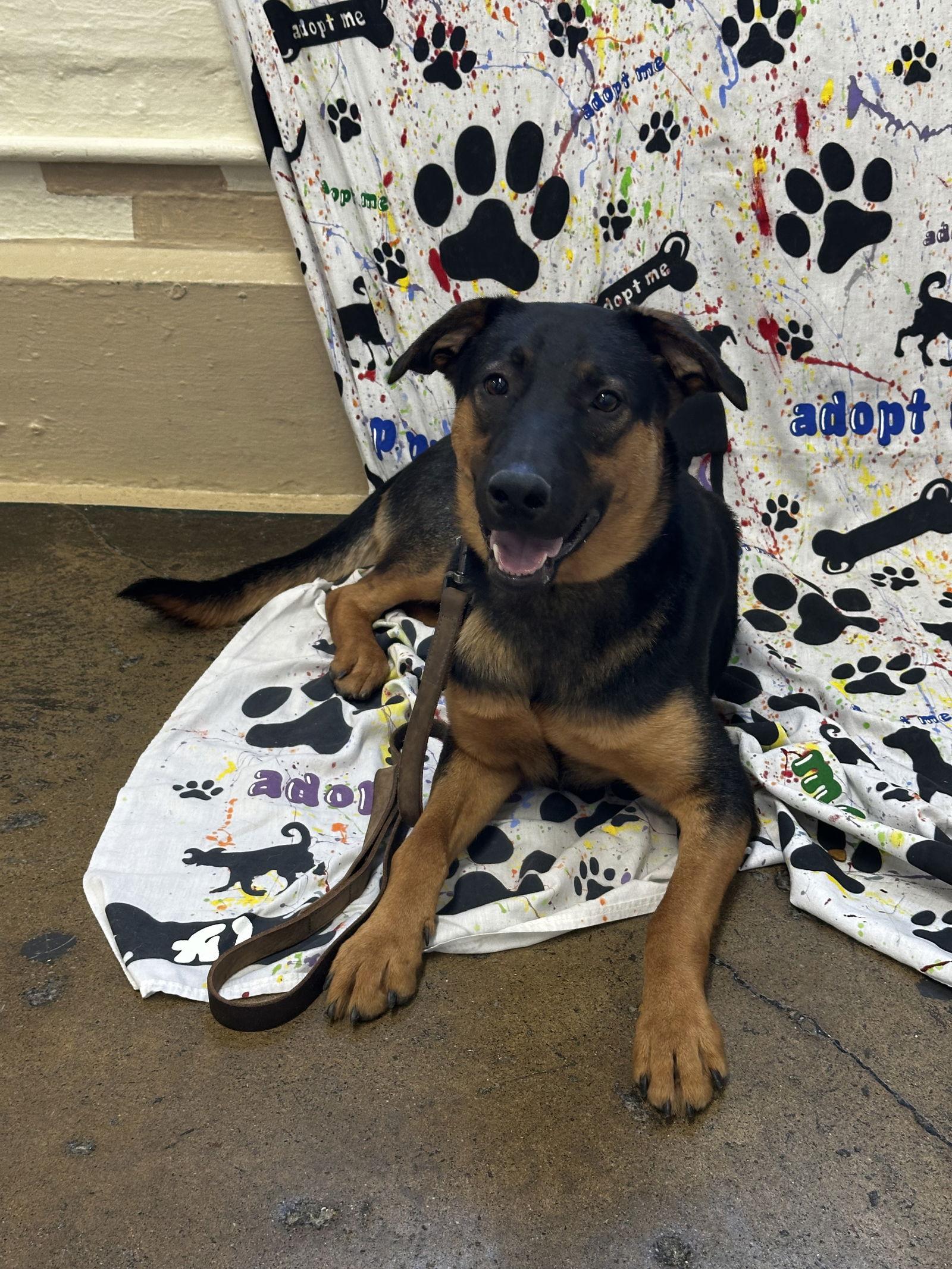 Enlarge Rocco, a Adopted mixed breed in New Albany, OH image 2/2