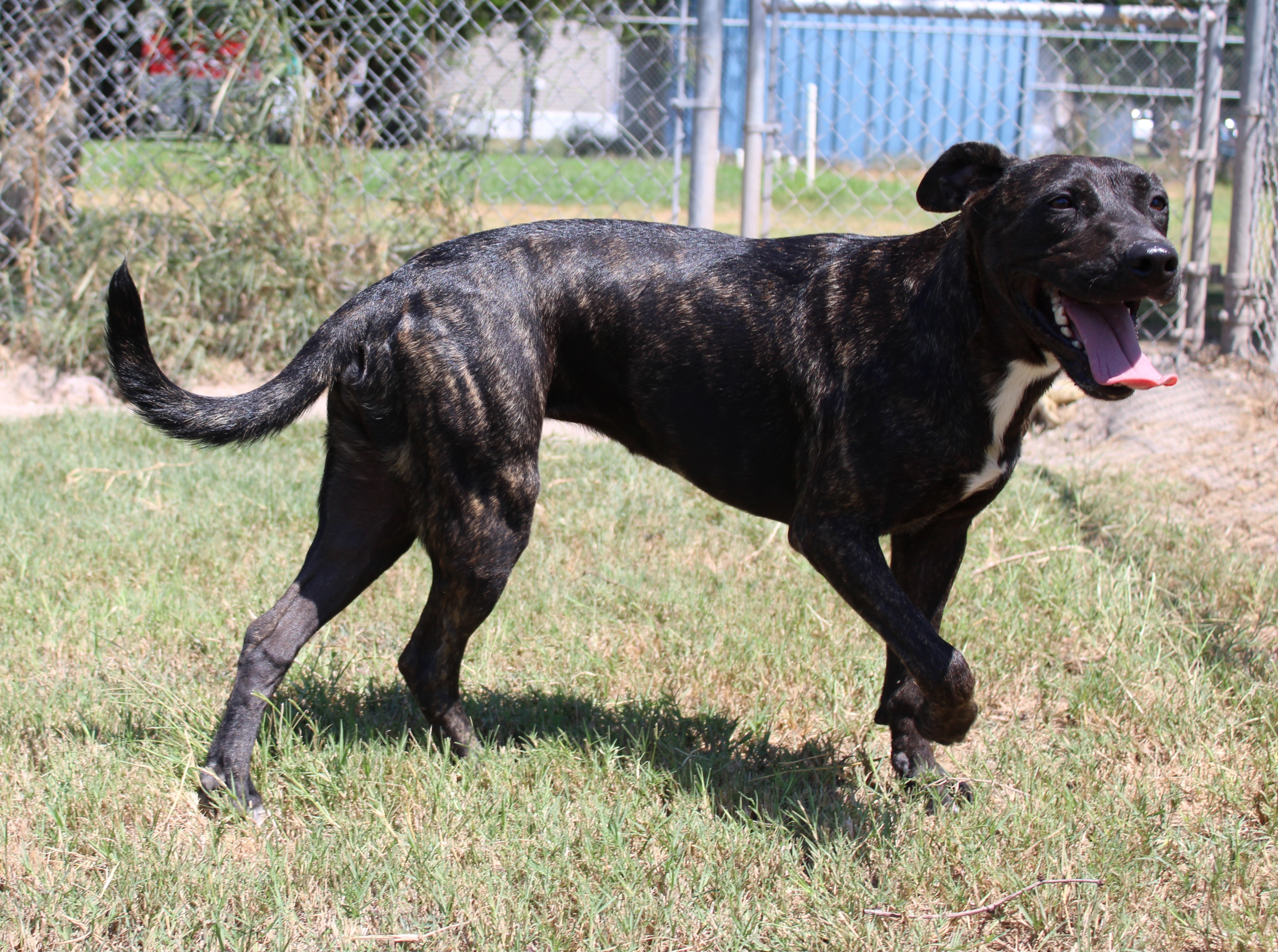 Kai, a Adoptable mixed breed in Aransas Pass, TX image 4/5