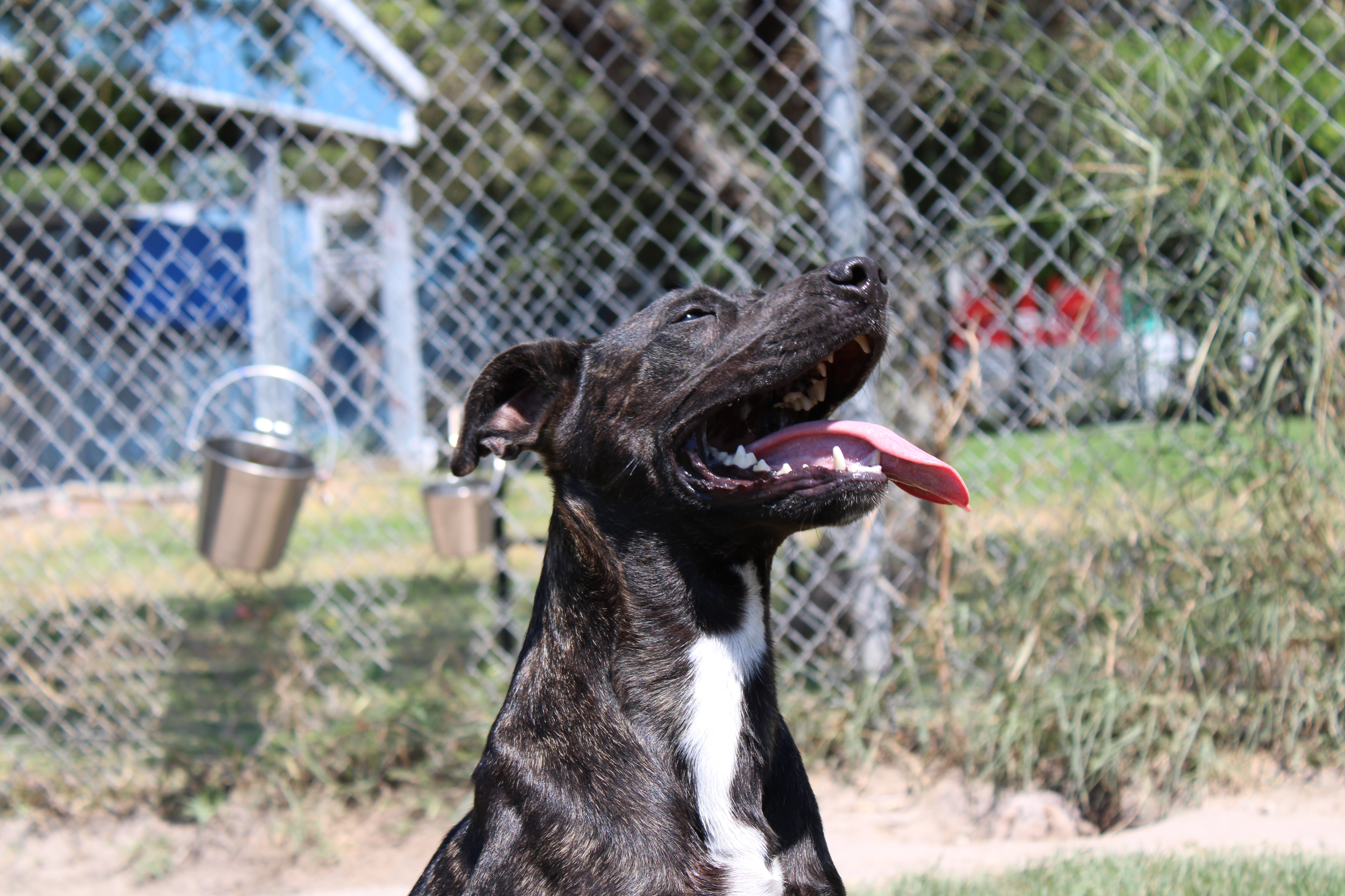 Kai, a Adoptable mixed breed in Aransas Pass, TX image 5/5