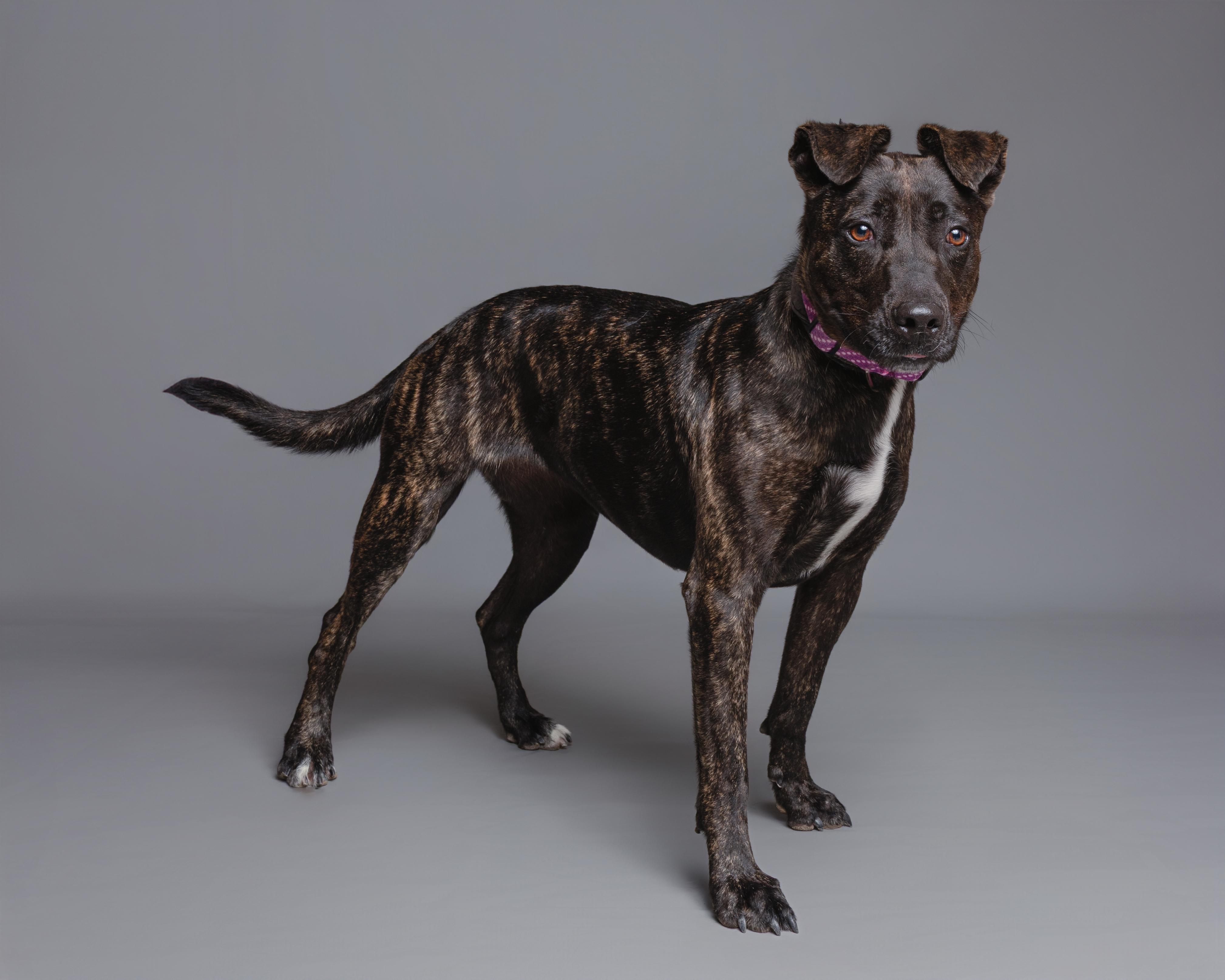 Kai, a Adoptable mixed breed in Aransas Pass, TX image 2/5