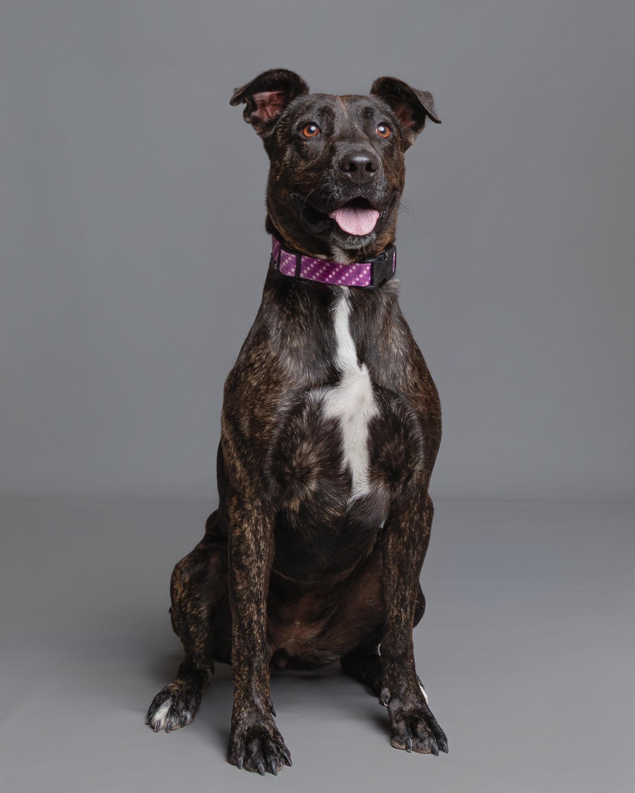 Kai, an adoptable Labrador Retriever in Aransas Pass, TX, 78335 | Photo Image 1