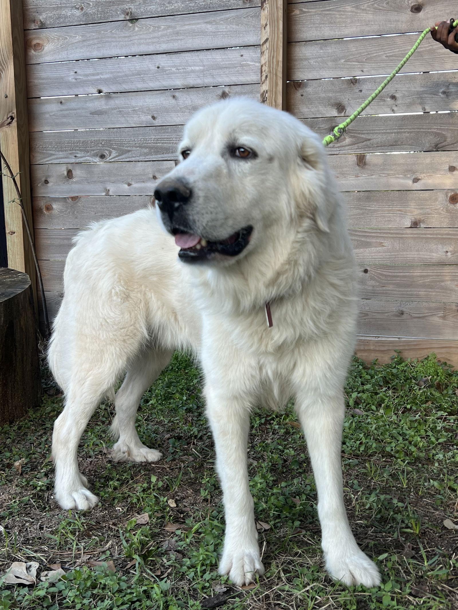 Enlarge Zeus, a Adoptable Great Pyrenees in Rochester, MN image 2/4