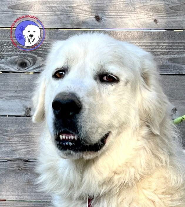 Enlarge Zeus, a Adoptable Great Pyrenees in Rochester, MN image 1/4