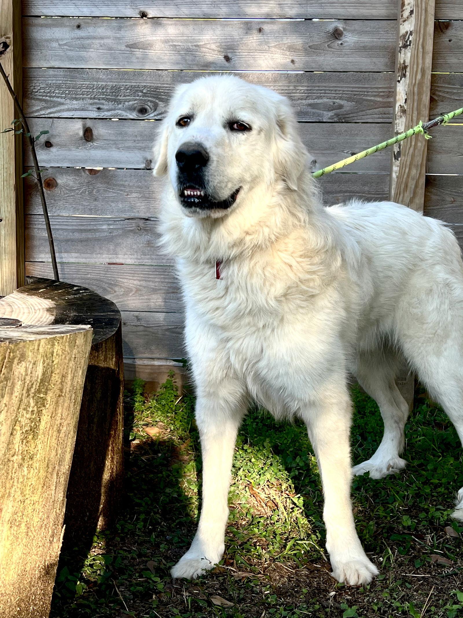 Enlarge Zeus, a Adoptable Great Pyrenees in Rochester, MN image 3/4
