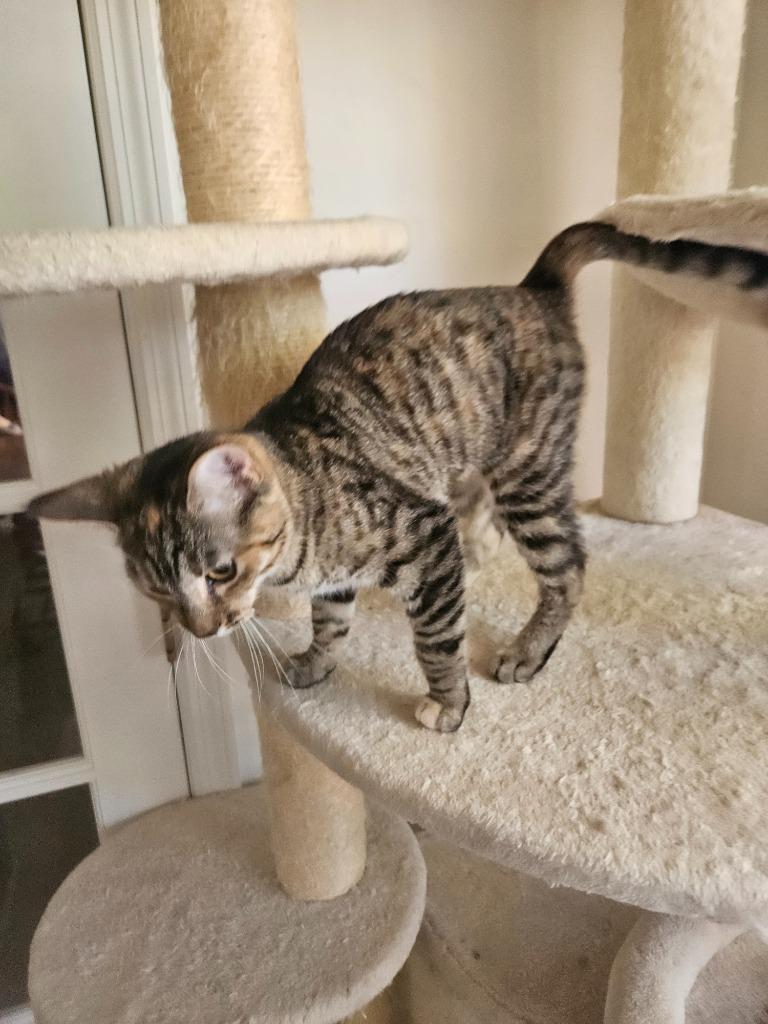 Selene, Adoptable, Kitten Female Domestic Short Hair.