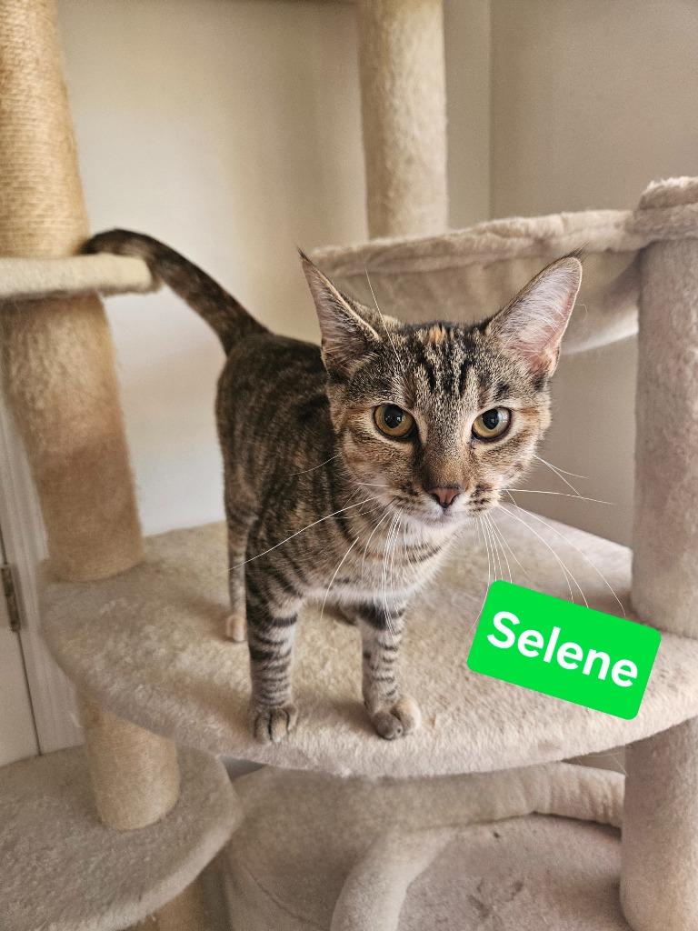 Enlarge Selene, a Adoptable mixed breed in Manchester, TN image 2/2