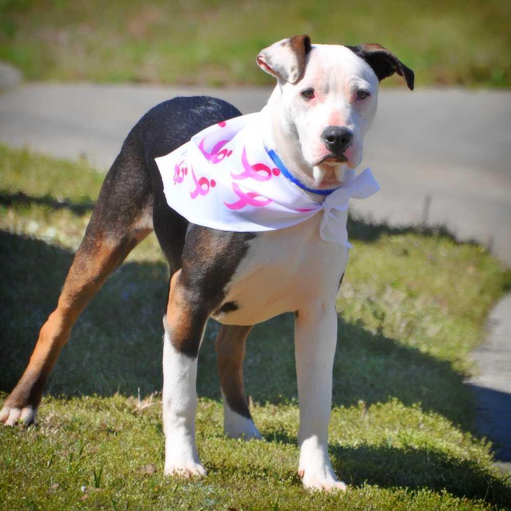 Missandei, Adopted, Young Female American Bulldog.