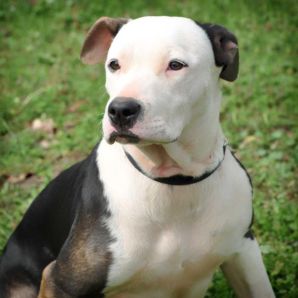 Enlarge Missandei, a Adopted mixed breed in Barnesville, GA image 2/6