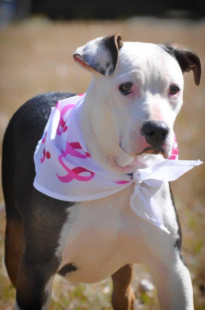 Enlarge Missandei, a Adopted mixed breed in Barnesville, GA image 3/6