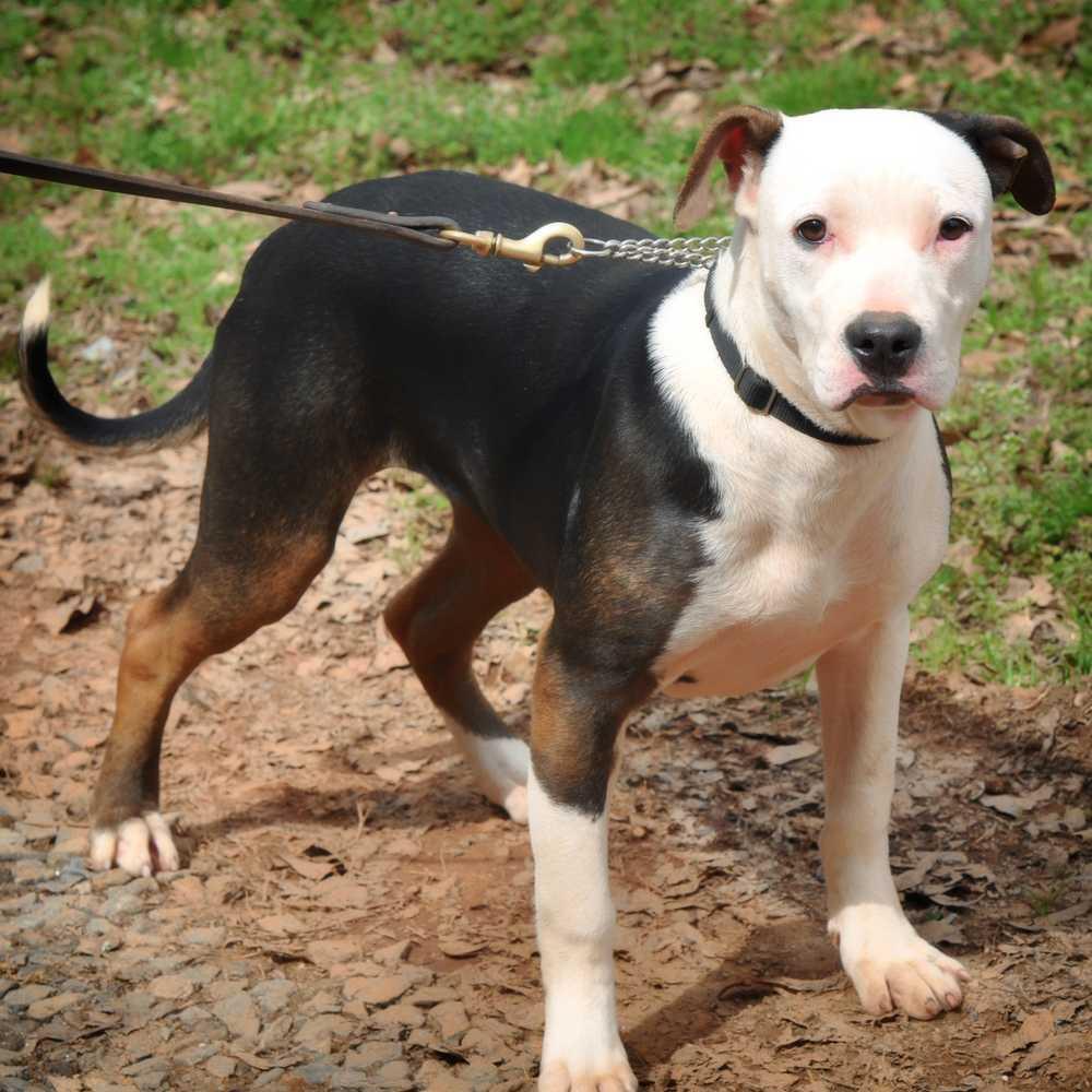 Missandei, Adopted, Young Female American Bulldog.