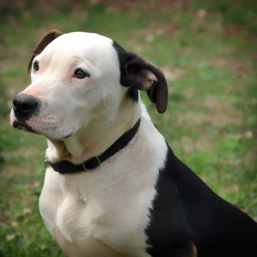 Enlarge Missandei, a Adopted mixed breed in Barnesville, GA image 5/6