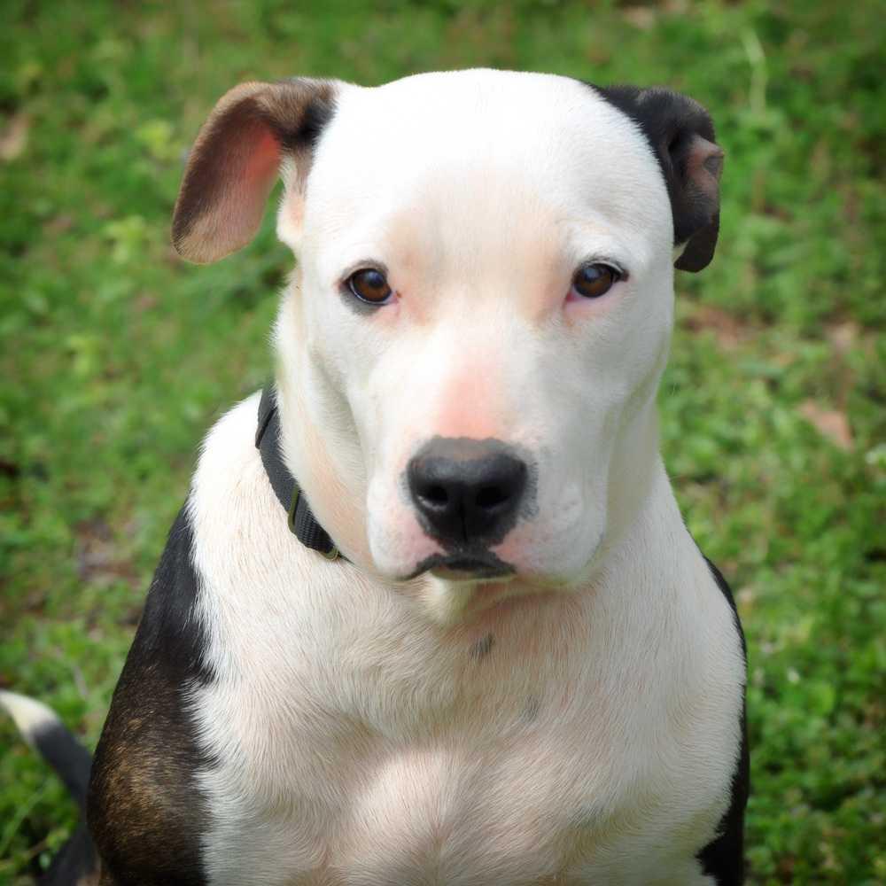 Enlarge Missandei, a Adopted mixed breed in Barnesville, GA image 6/6