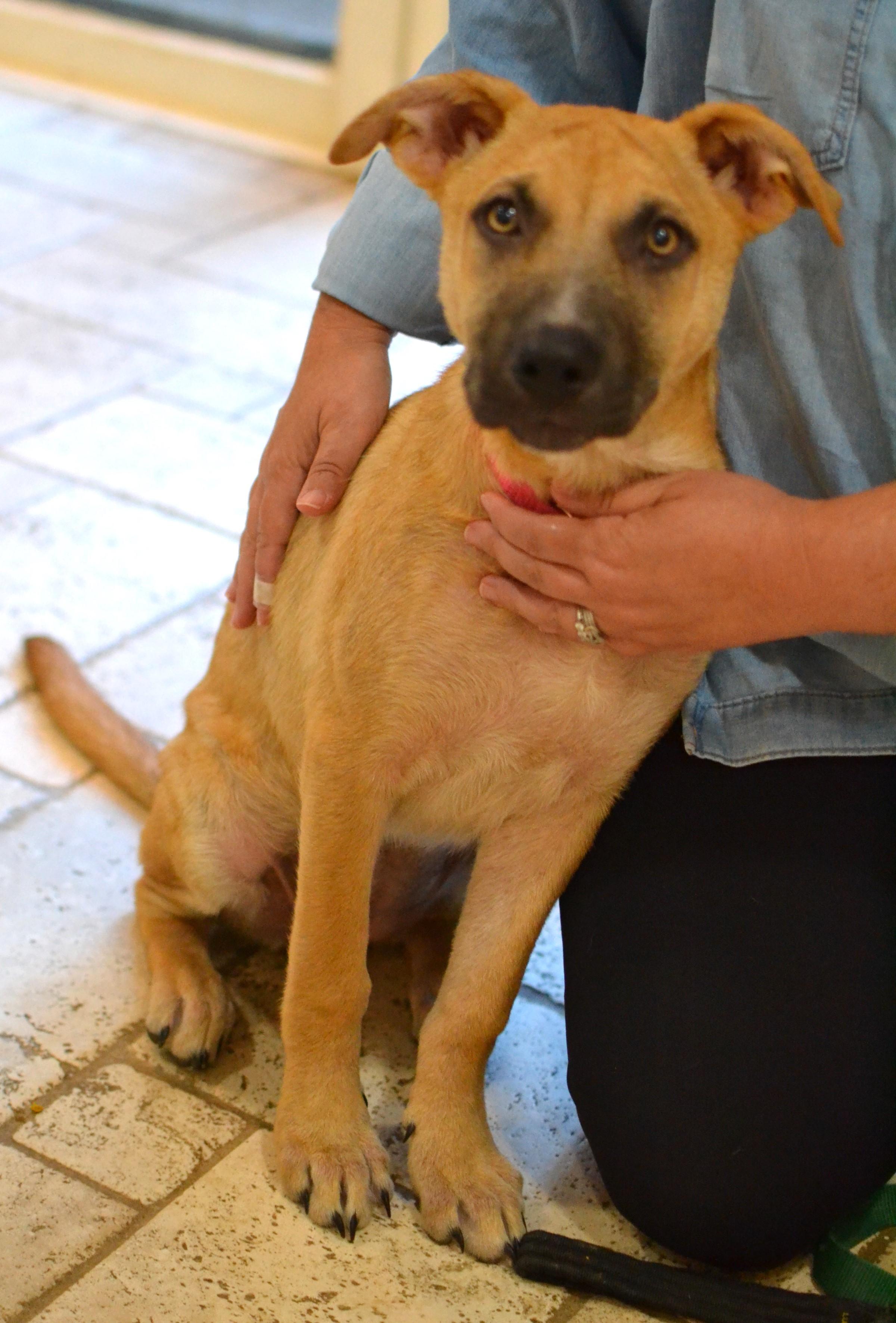 Ava, adopted, Young Female Shepherd.