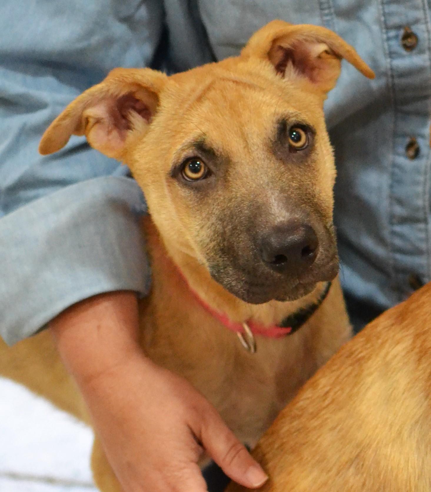 Ava, an adopted mixed breed in White Plains, NY image 3/5