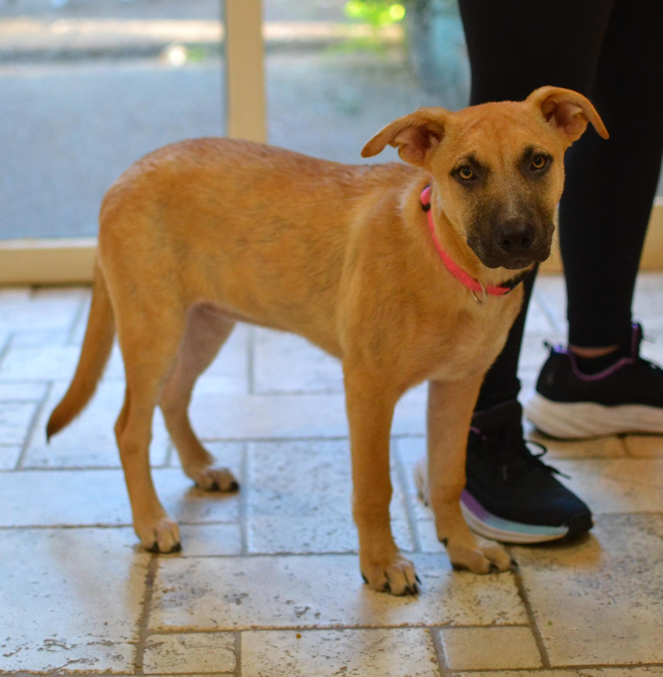 Ava, an adopted mixed breed in White Plains, NY image 4/5