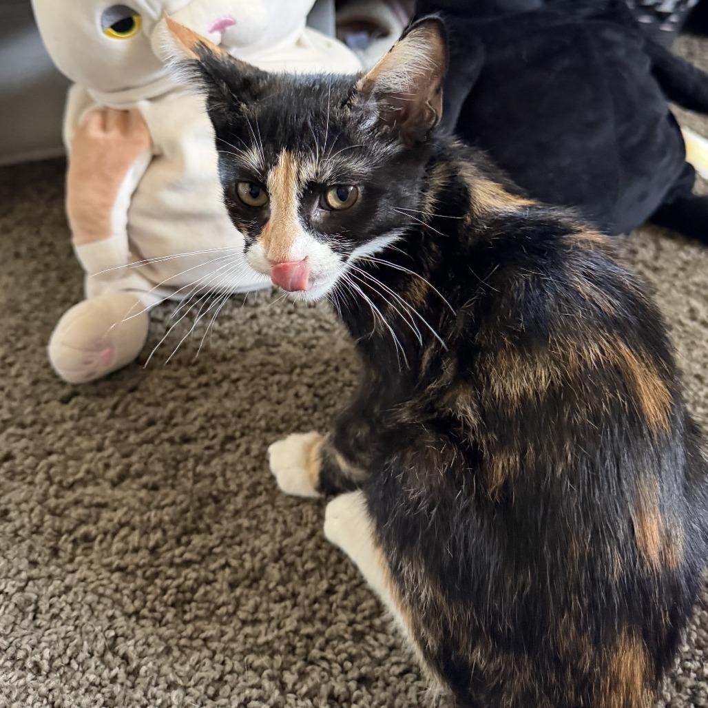 Maki, a Adoptable Domestic Short Hair in Costa Mesa, CA image 2/3