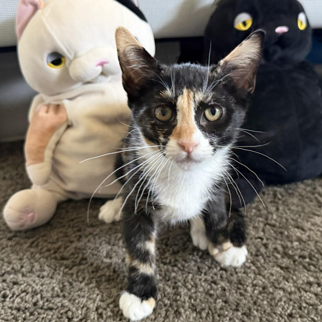 Maki, a Adoptable Domestic Short Hair in Costa Mesa, CA image 3/3