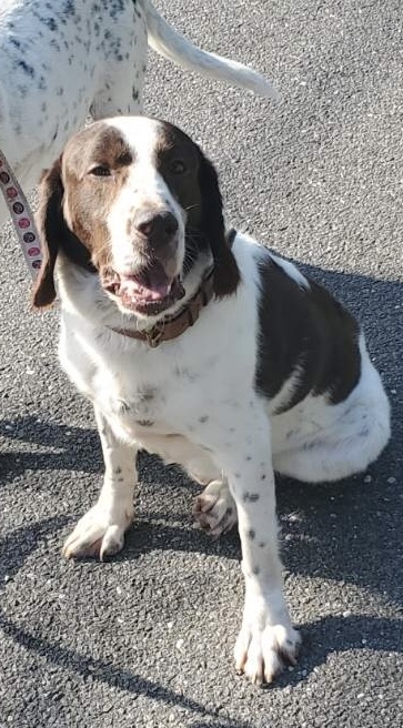 Buzz, Adopted, Adult Male English Springer Spaniel.