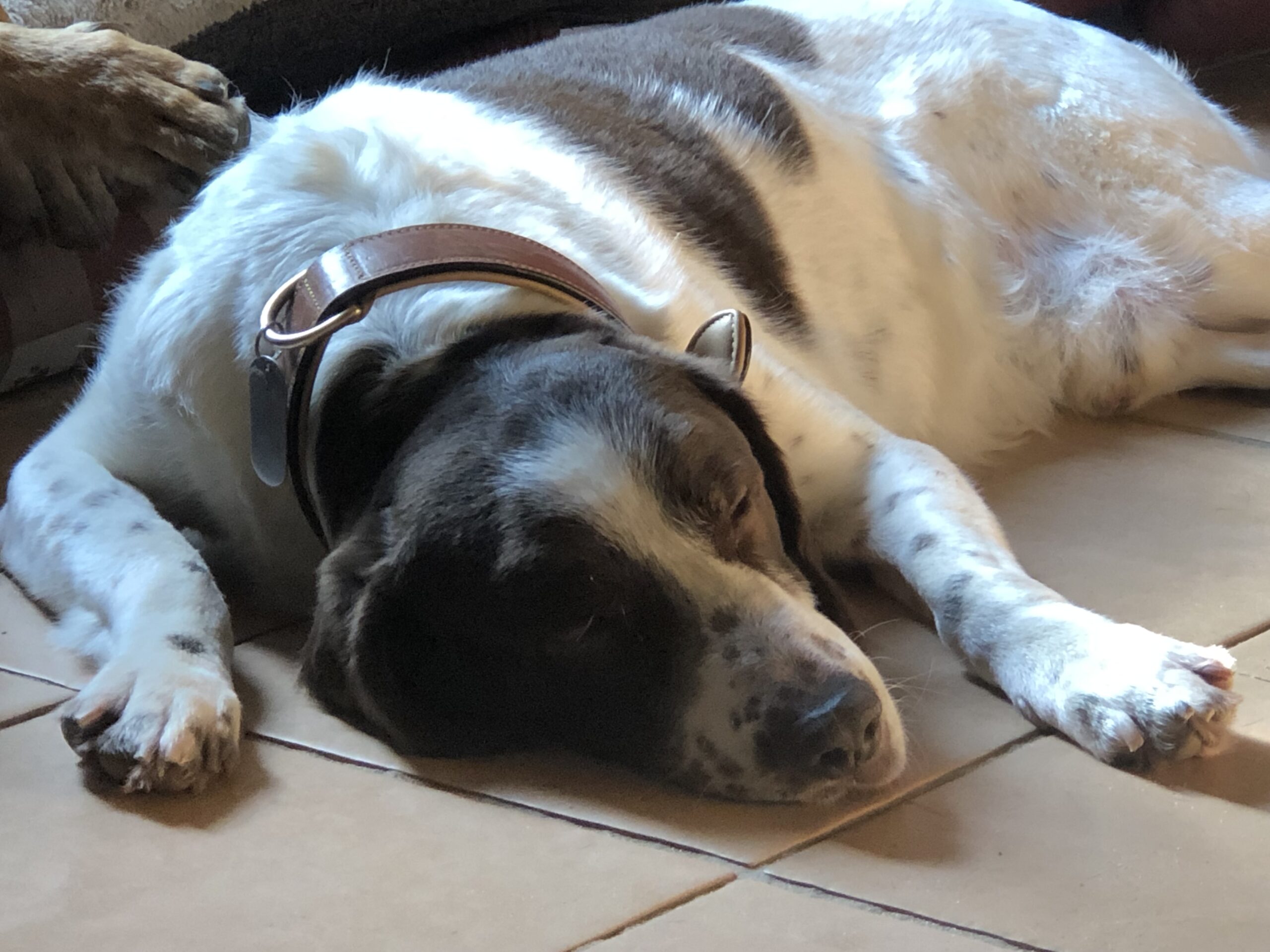 Enlarge Buzz, a Adopted English Springer Spaniel in Easton, PA image 2/3