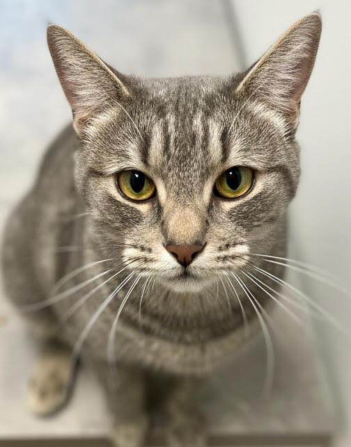 Houdini, Adoptable, Adult Female Domestic Short Hair.